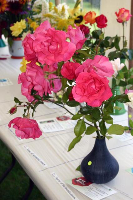 Winning roses.jpg
